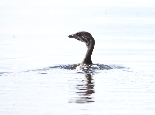 Pied-billed Grebe
