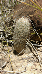 Mammillaria pottsii
