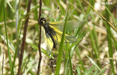 Libelloides sibiricus sibiricus