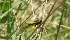 Libelloides sibiricus sibiricus