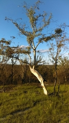 Eucalyptus racemosa
