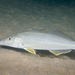 Sand Whiting - Photo (c) Erik Schlogl, some rights reserved (CC BY-NC), uploaded by Erik Schlogl