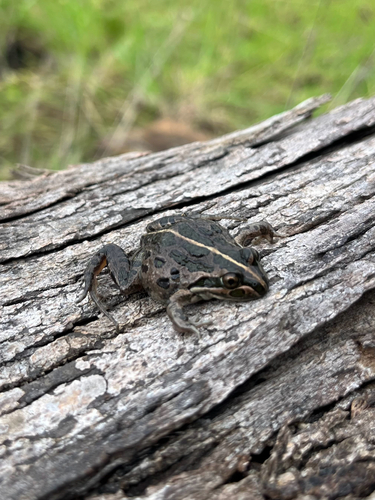 Spotted Marsh Frog