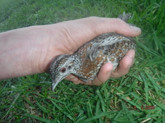 Turnix varius
