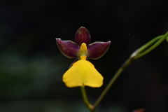Cyrtochilum aureum, photograph (c) Jhon A. Yuca-Palomino, some rights reserved (CC BY)