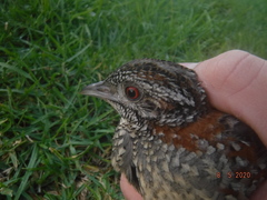 Turnix varius