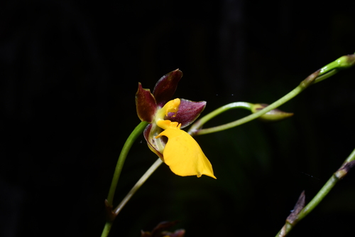 Cyrtochilum aureum, photograph 5