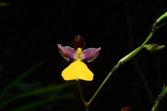 Cyrtochilum aureum, photograph (c) Jhon A. Yuca-Palomino, some rights reserved (CC BY)