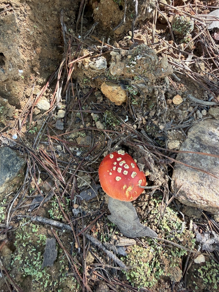 False Caesar's Mushroom · August 2026 · photo: Photo: (c) novvictan, some rights reserved (CC BY) · iNaturalist
