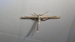 Meskea dyspteraria