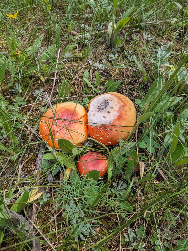 Fly Agaric · August 2026 · photo: Photo: (c) annie, some rights reserved (CC BY) · iNaturalist