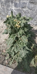 Hyoscyamus niger