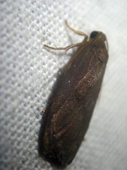 Lambula malayana