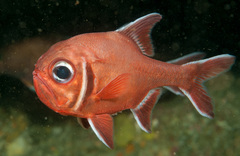 Trachichthys australis