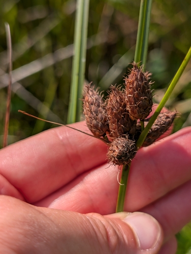 Bolboschoenus robustus observed 2026-08-15