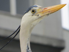Ardea cinerea
