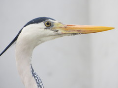 Ardea cinerea
