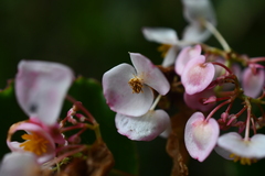 Begonia bracteosa
