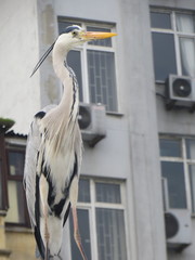 Ardea cinerea