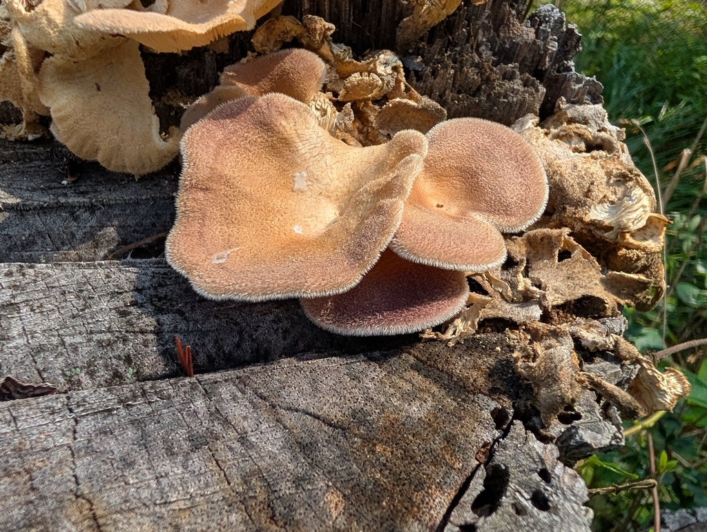 Hairy Oyster Mushroom · August 2026 · photo: Photo: (c) Matthew Gerke, some rights reserved (CC BY) · iNaturalist