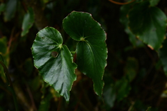 Begonia bracteosa, photograph (c) Jhon A. Yuca-Palomino, some rights reserved (CC BY)