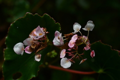 Begonia bracteosa, photograph (c) Jhon A. Yuca-Palomino, some rights reserved (CC BY)