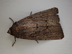 Ectopatria mundoides