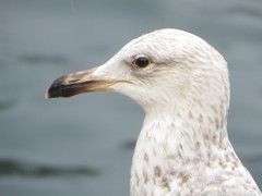 Larus michahellis