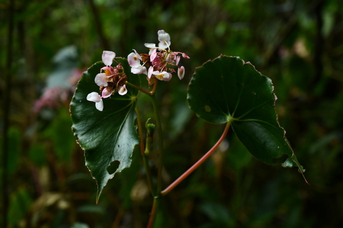Begonia bracteosa, photograph 3