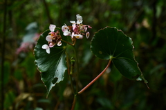 Begonia bracteosa, photograph (c) Jhon A. Yuca-Palomino, some rights reserved (CC BY)