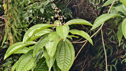 Miconia prasina, photograph 6