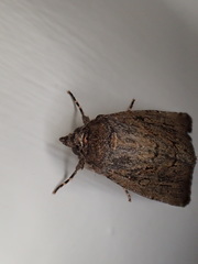 Ectopatria mundoides