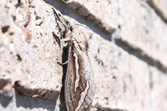 Abantiades hydrographus