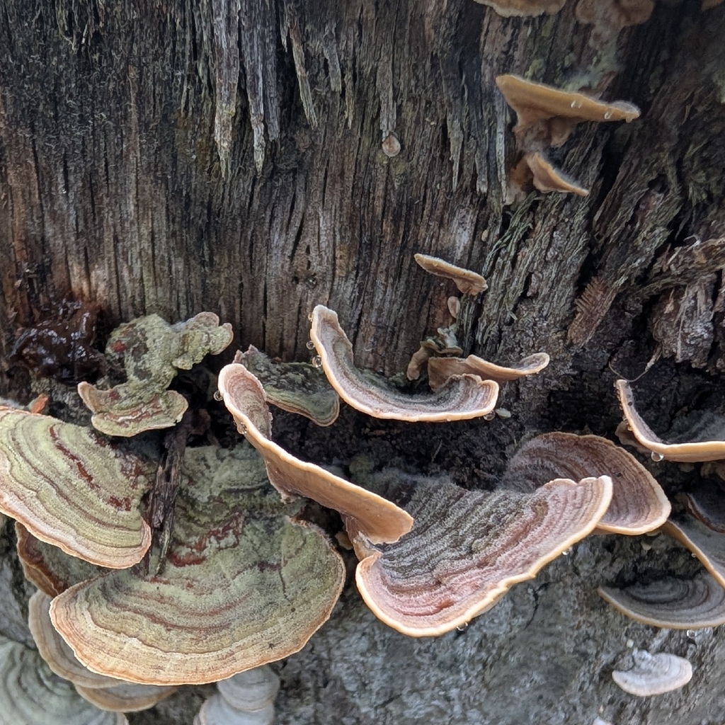 Stereum fasciatum · August 2026 · photo: Photo: (c) Matthew Gerke, some rights reserved (CC BY) · iNaturalist