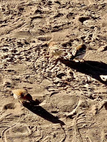 iNaturalist image