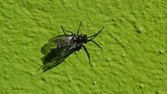 Empria