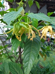 Cananga