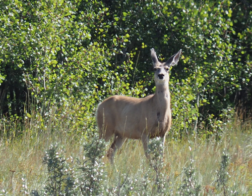 Mule Deer