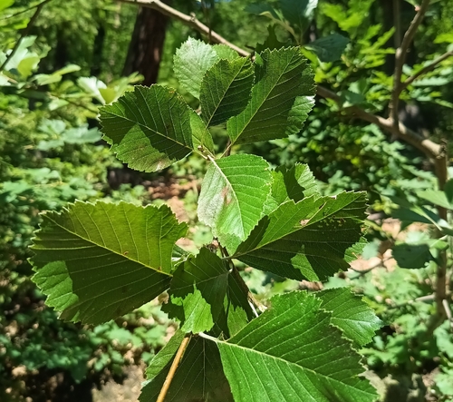 Aria danubialis, photograph 4