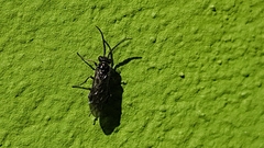 Empria