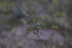 Callipeltis cucullaris