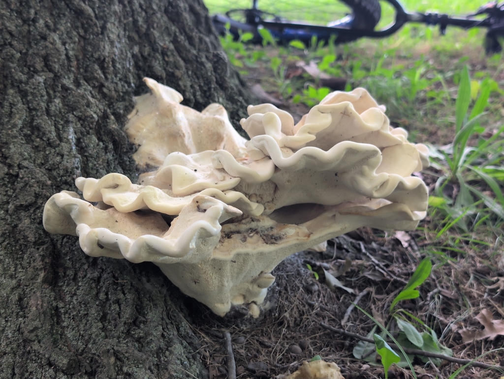 Berkeley's Polypore · August 2026 · photo: Photo: (c) odawgie, some rights reserved (CC BY) · iNaturalist