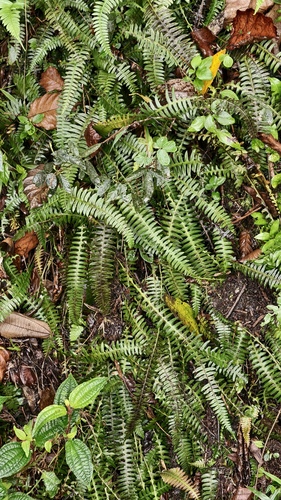 Blechnum polypodioides, photograph 4