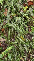 Blechnum polypodioides, photograph (c) fmunoz, some rights reserved (CC BY)