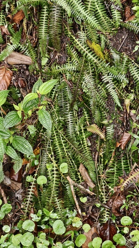 Blechnum polypodioides, photograph 3
