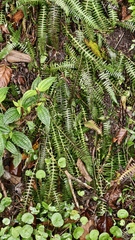 Blechnum polypodioides, photograph (c) fmunoz, some rights reserved (CC BY)