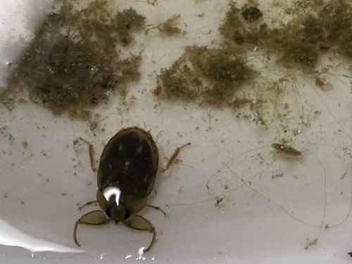 Ambrysus circumcinctus