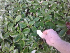 Macrolearia colensoi