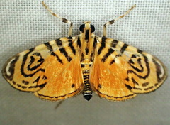 Pycnarmodes auricolor