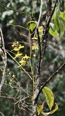 Gomesa flexuosa